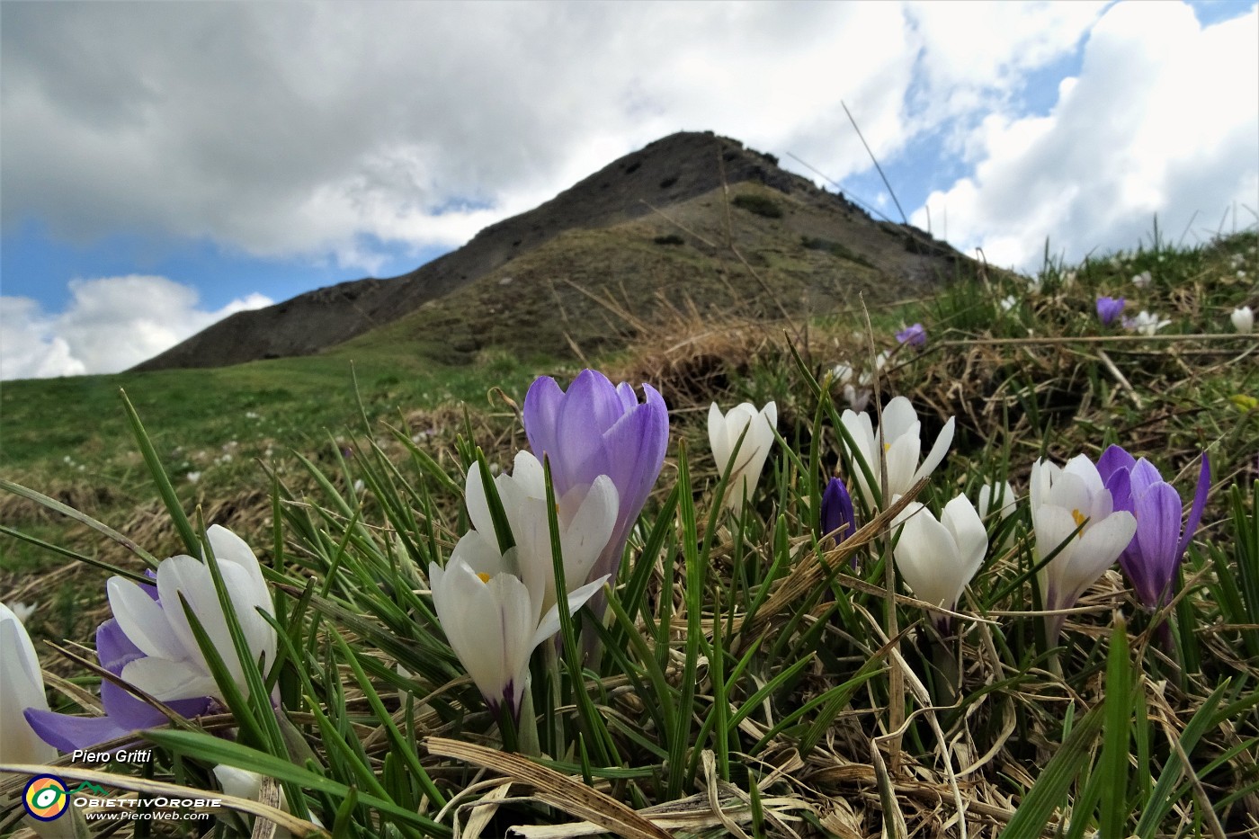 42 Crocus con vista in cima Sodadura.JPG